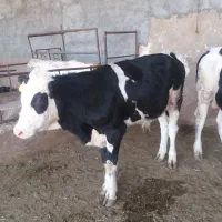 گوساله