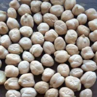 نخود و گندم محلی  ایلاق