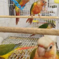 سامچیک|پرنده|نیشابور, کوی یغما|دیوار