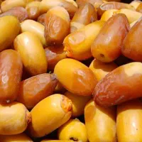 رطب نو برانه