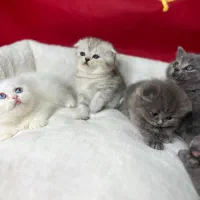 بچه گربه فنجونی/گربه فنجانی