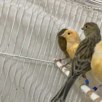 ۱۱عدد قناری|پرنده|بیرجند, |دیوار