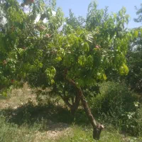 باغ درختی