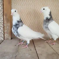 طوقی|پرنده|آران و بیدگل, |دیوار