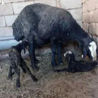 فروش ویژه گوسفند چندقلوزا بره dsreio ارسالی