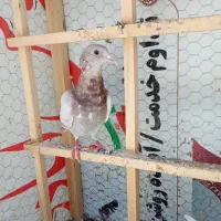 جوجه ضدوخورد
