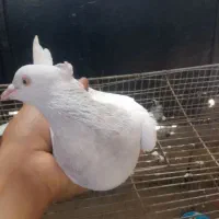 دم سفید عروسک ماده پرشی به شرط تخم وجوجه