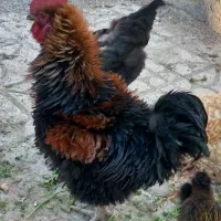 جوجه خروس ۳ ماه