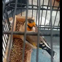 جوجه سهره قناری ت قناری نرمه خور