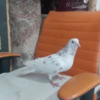 کبوتر هما