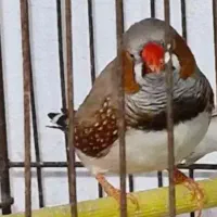فنچ
