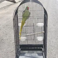 قفس خیلی بزرگ