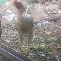 یک عددخروس لاری