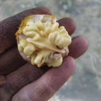 گردو زدن با چوب