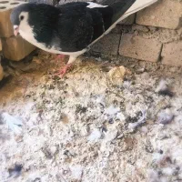 کبوتر پرنده شیرازی نر