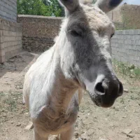 خرماده|حیوانات مزرعه|قره چای, |دیوار