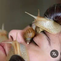 فروش حلزون اچاتینا