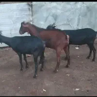 بز مور سیاه نژاد اسپانیایی
