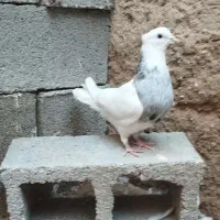 دوتا طوق الماسی ماده