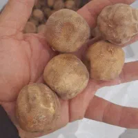 لیمو عمانی ترش زیر قیمت