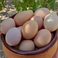 تخم مرغ محلی تازه دونه ای17