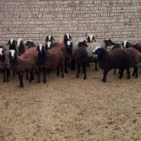 شراکت وسرمایه گذاربرای پرواربندی بره