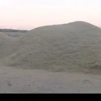 فروش کاه عدس امسال