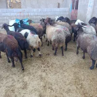 میش وشیشک