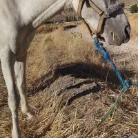 فروش اسب