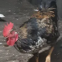 خروس