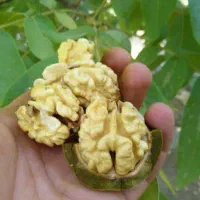 گردو سبز و بادام
