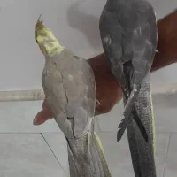 عروس هلندی ۴ ماهه