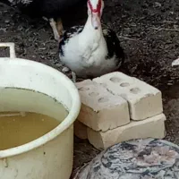 سلام دوعدد اردک ماده بی صدا و یگ جفت قناری