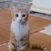 گم شدن گربه