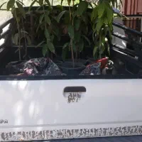 نهالستان سینا