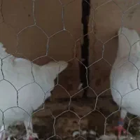 کبوتر سفید کاکلی