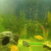 اکواریوم دومتری دارای تصفیه
