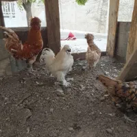 مرغ و خروس