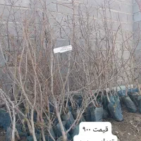 انواع پسته گردو بادام وارقام نهال میوه و صنوبر