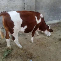 تلیسه سیمینتال عروسک اصل اصل