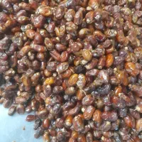 ضایعات خرما کیلویی ۷۰ هزار تومان