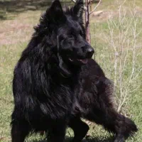 ژرمن کینگ شولاین