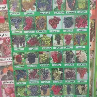 ارقام انگور وارداتی شامپاین کریمسون ردکلوب و غیره