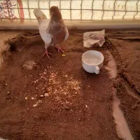 کفتر خوب سالم به فروش میرسد
