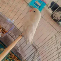 طوطی برزیلی