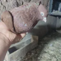 کبوتر سرخ صرب یا دم‌سیاه یا شازده