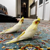 عروس هلندی