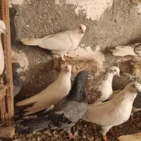 کبوتر پرشی ۴۵عدد