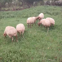 گوسفند حدودا ۴۰کیلوی دردل طبیعت