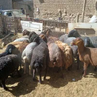 گوسفند قربانی پرواری